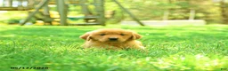 Golden Retriever dogs for sale: Polly - Ad 3