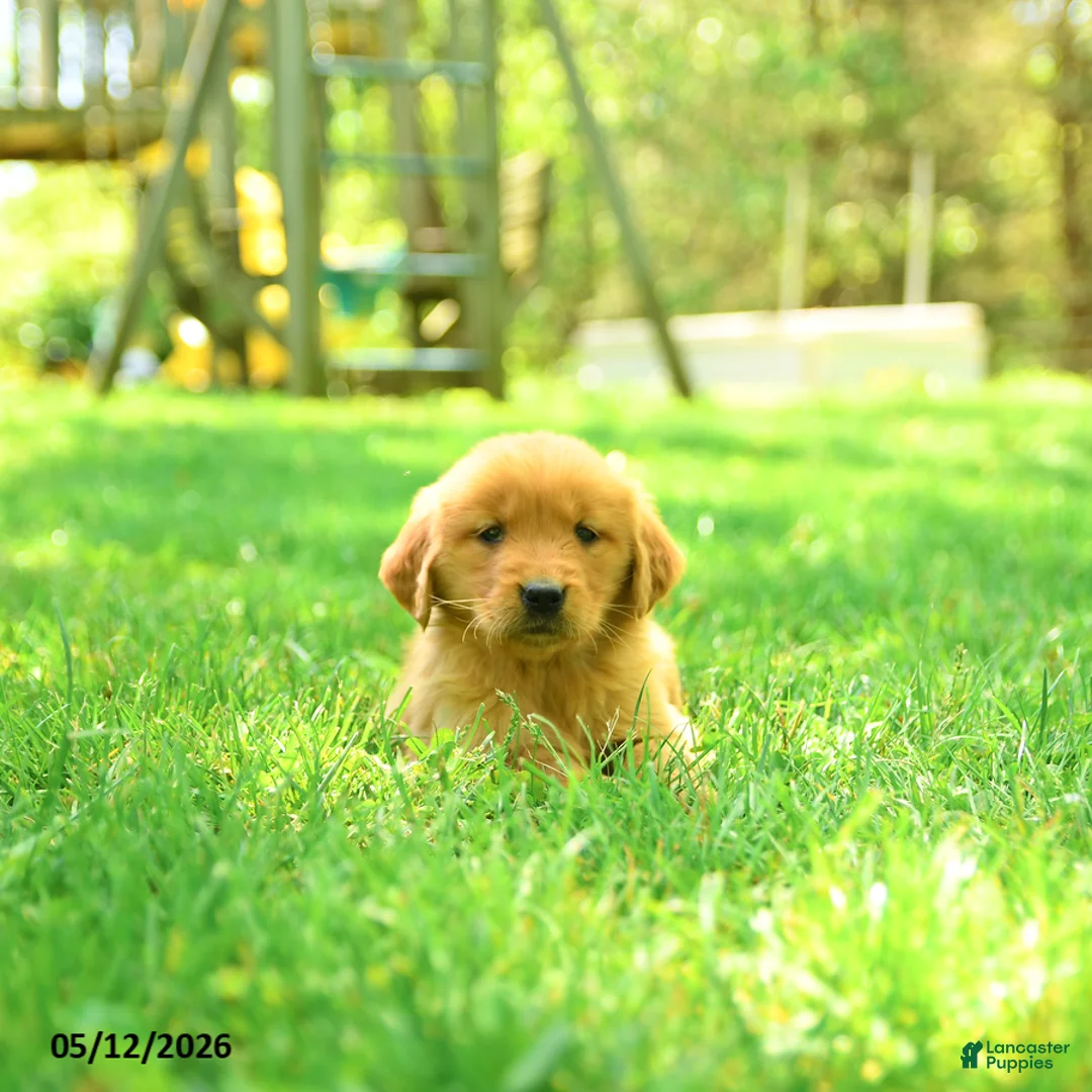 Golden Retriever dogs for sale: Polly - Ad 3