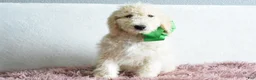 Goldendoodle dogs for sale:  Puppy 9-Weekend sale 💚 - Ad 1
