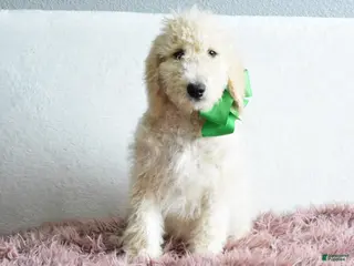 Goldendoodle dogs for sale: Puppy 9-Weekend sale đź’š - Ad 2