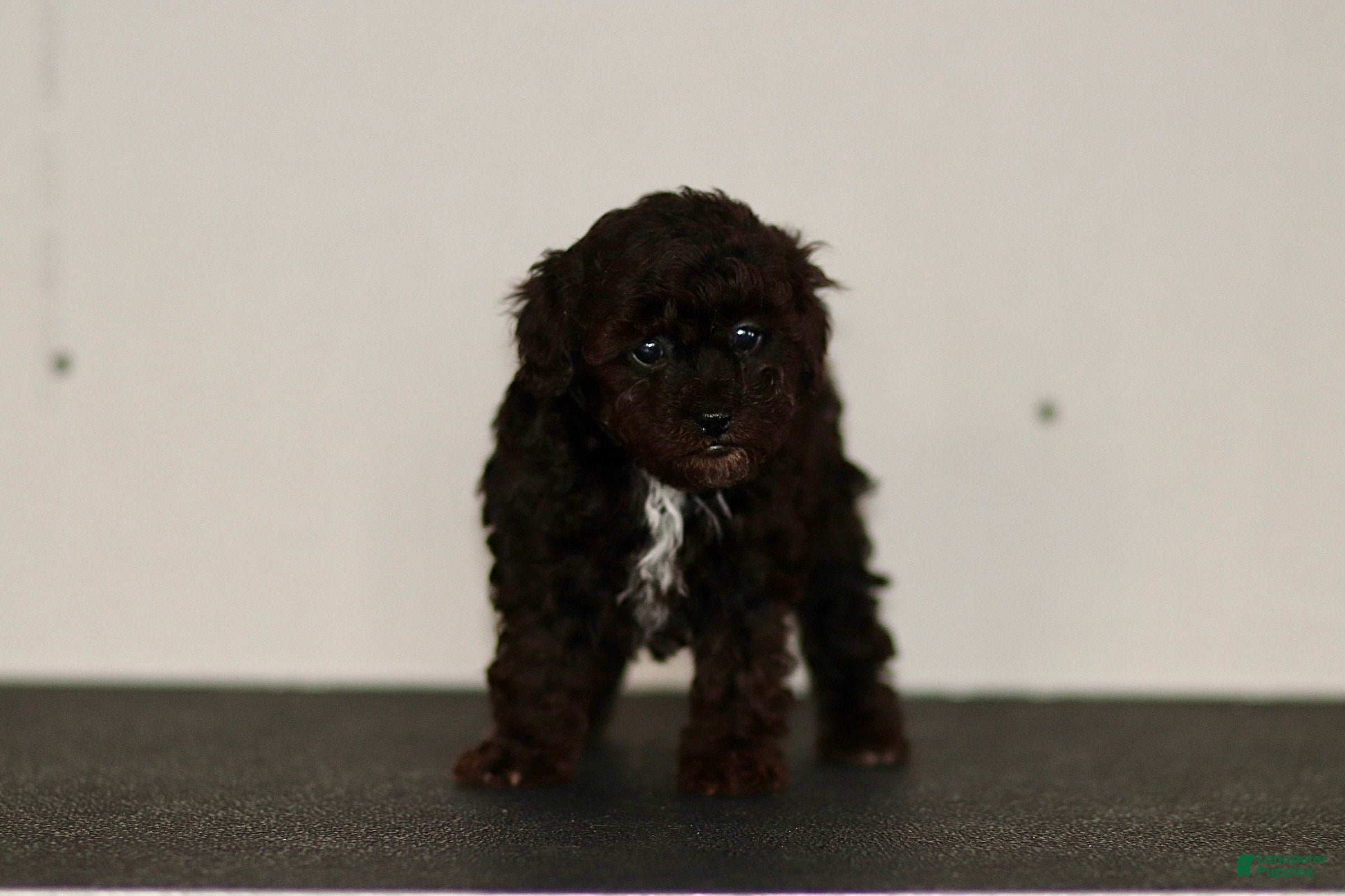 Miniature Poodle dogs Buddy - Ad 1