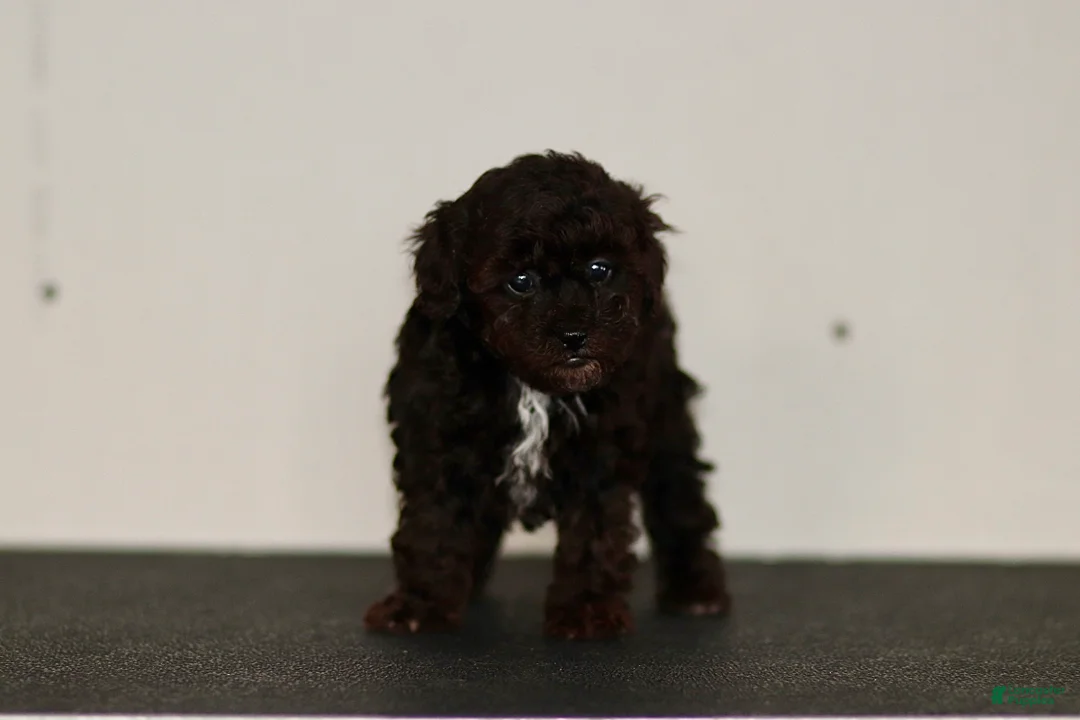 Miniature Poodle dogs for sale: Buddy - Ad 1