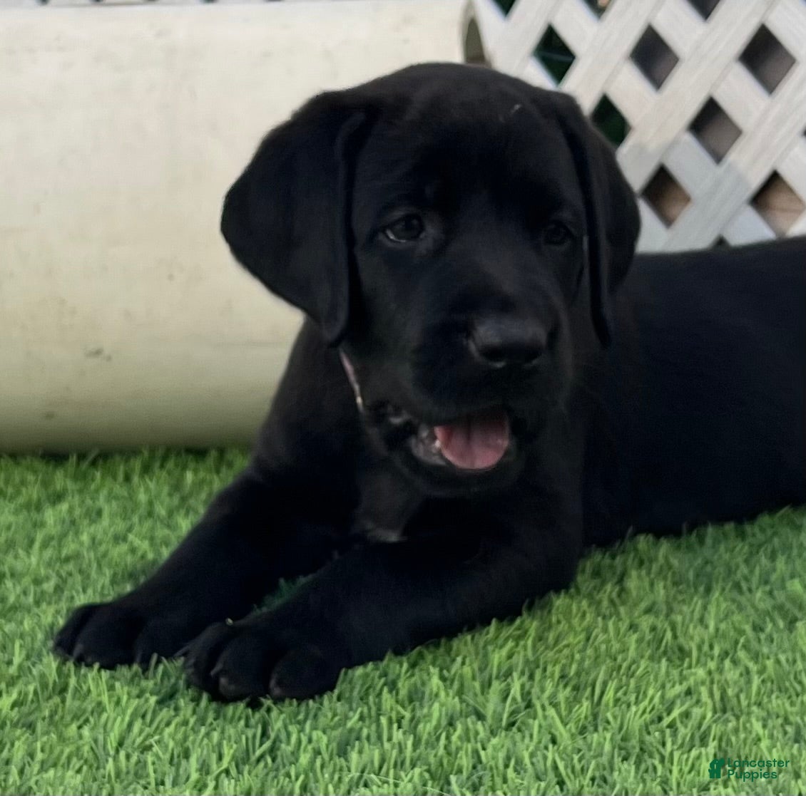 Labrador Retriever dogs Pumpernickel Blk Female w/white chest patch - Ad 1