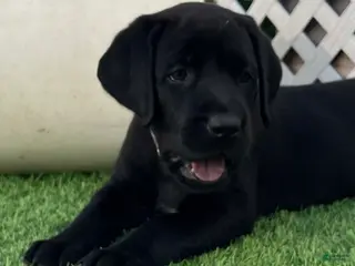 Labrador Retriever dogs for sale: Pumpernickel Blk Female w/white chest patch - Ad 3