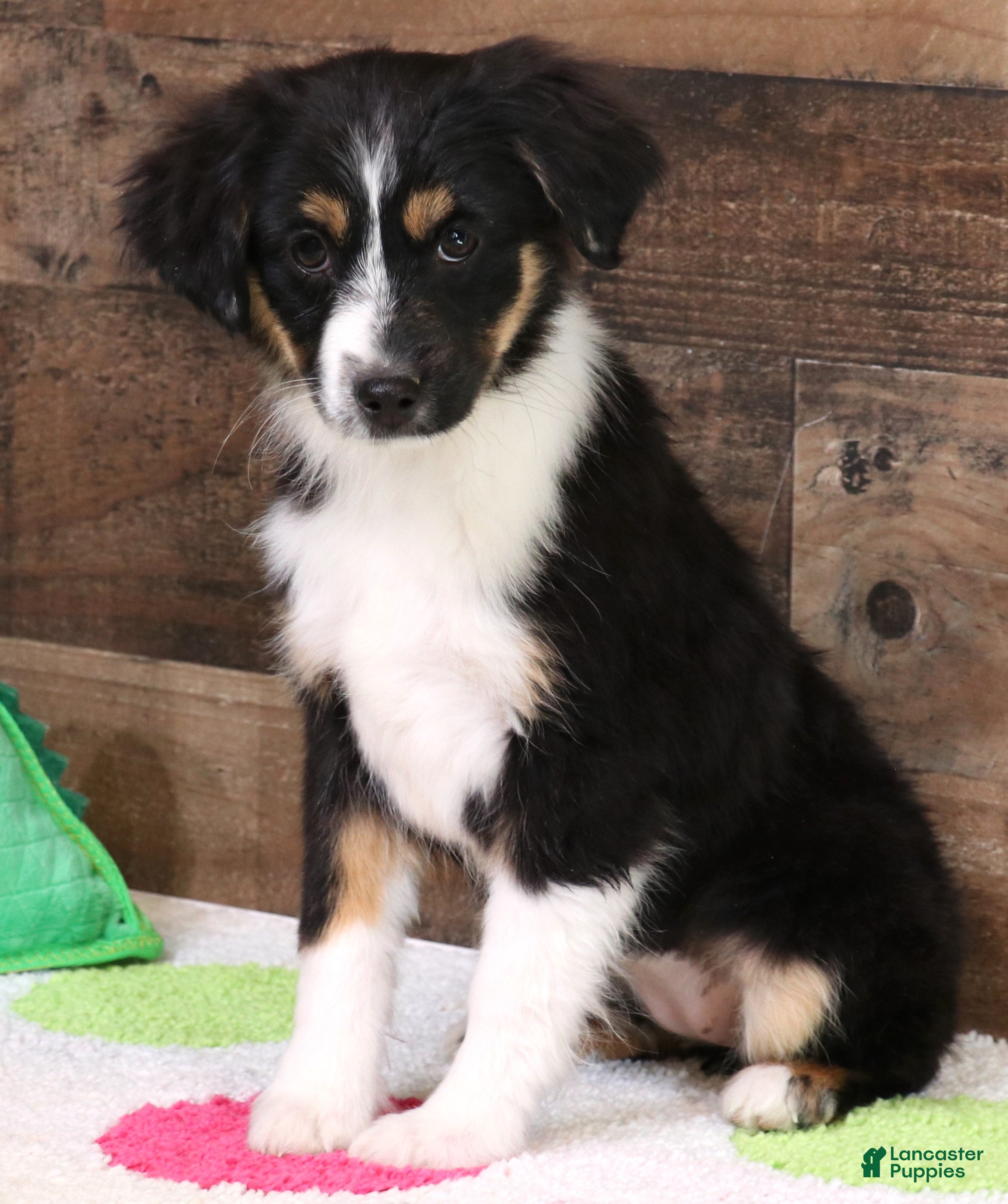 Toy Australian Shepherd dogs Cara black-tri female - Ad 2