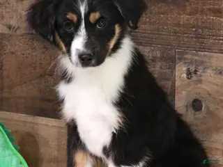 Toy Australian Shepherd dogs Cara black-tri female - Ad 2