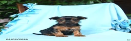 Yorkshire Terrier dogs for sale: Sage - Ad 3