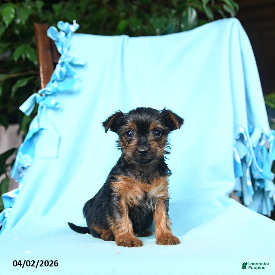 Yorkshire Terrier dogs for sale: Sage - Ad 3