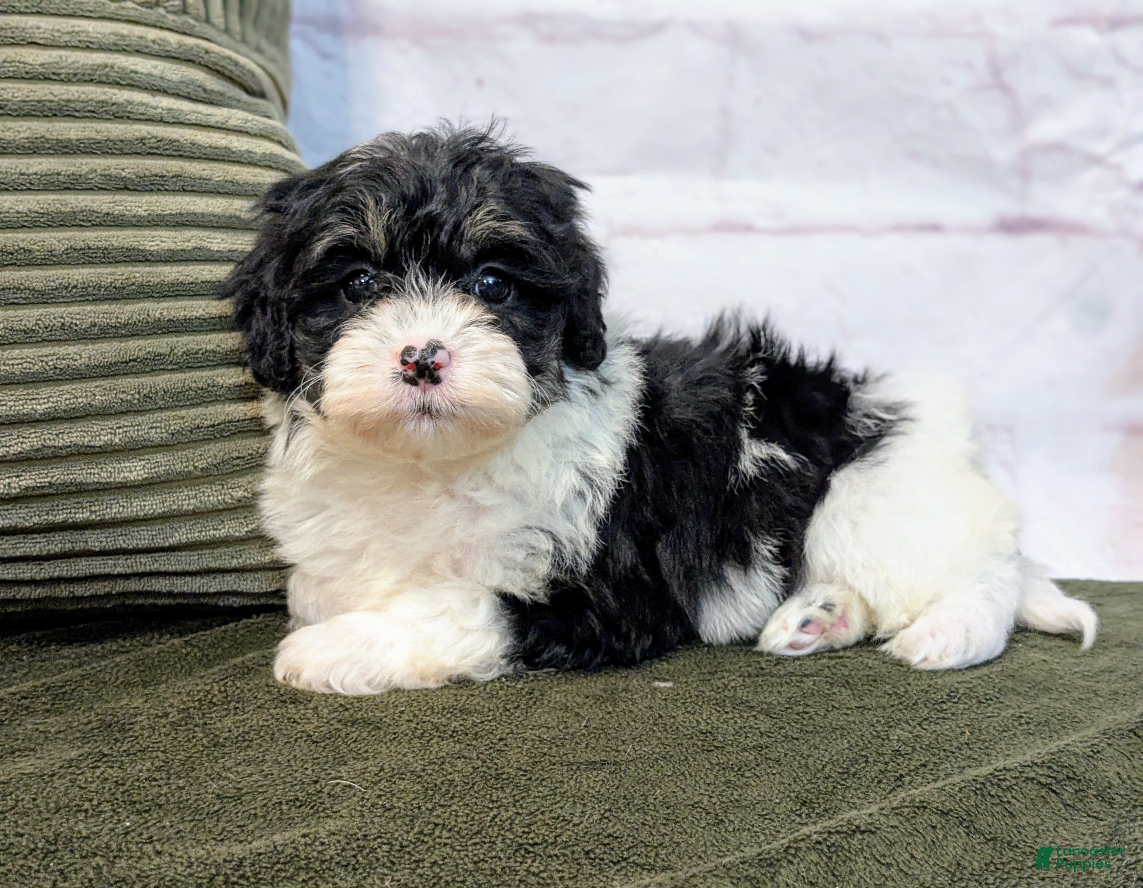 Bernedoodle dogs Twinkle - Ad 20
