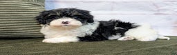 Bernedoodle dogs for sale: Twinkle - Ad 1