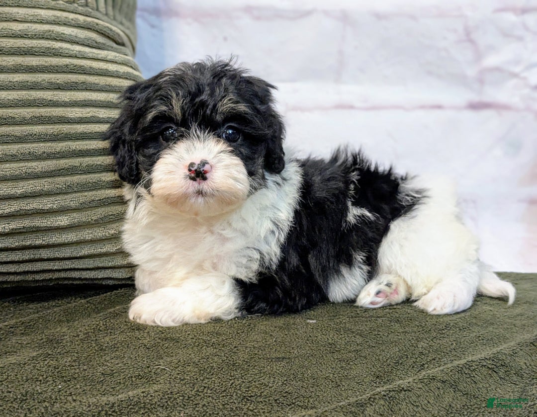 Bernedoodle dogs for sale: Twinkle - Ad 1