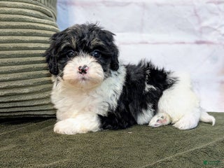 Bernedoodle dogs Twinkle - Ad 19