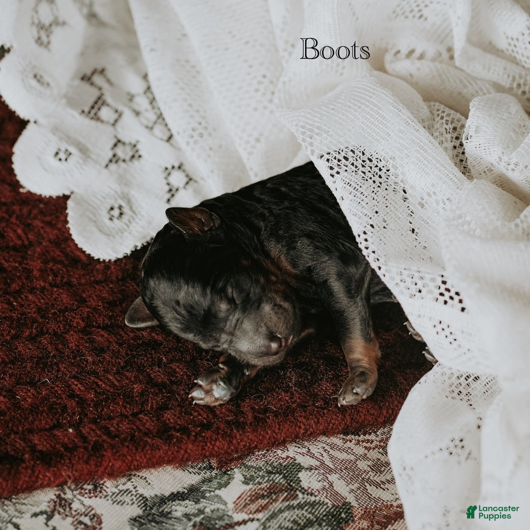 Standard Poodle dogs for sale: Boots - Ad 5