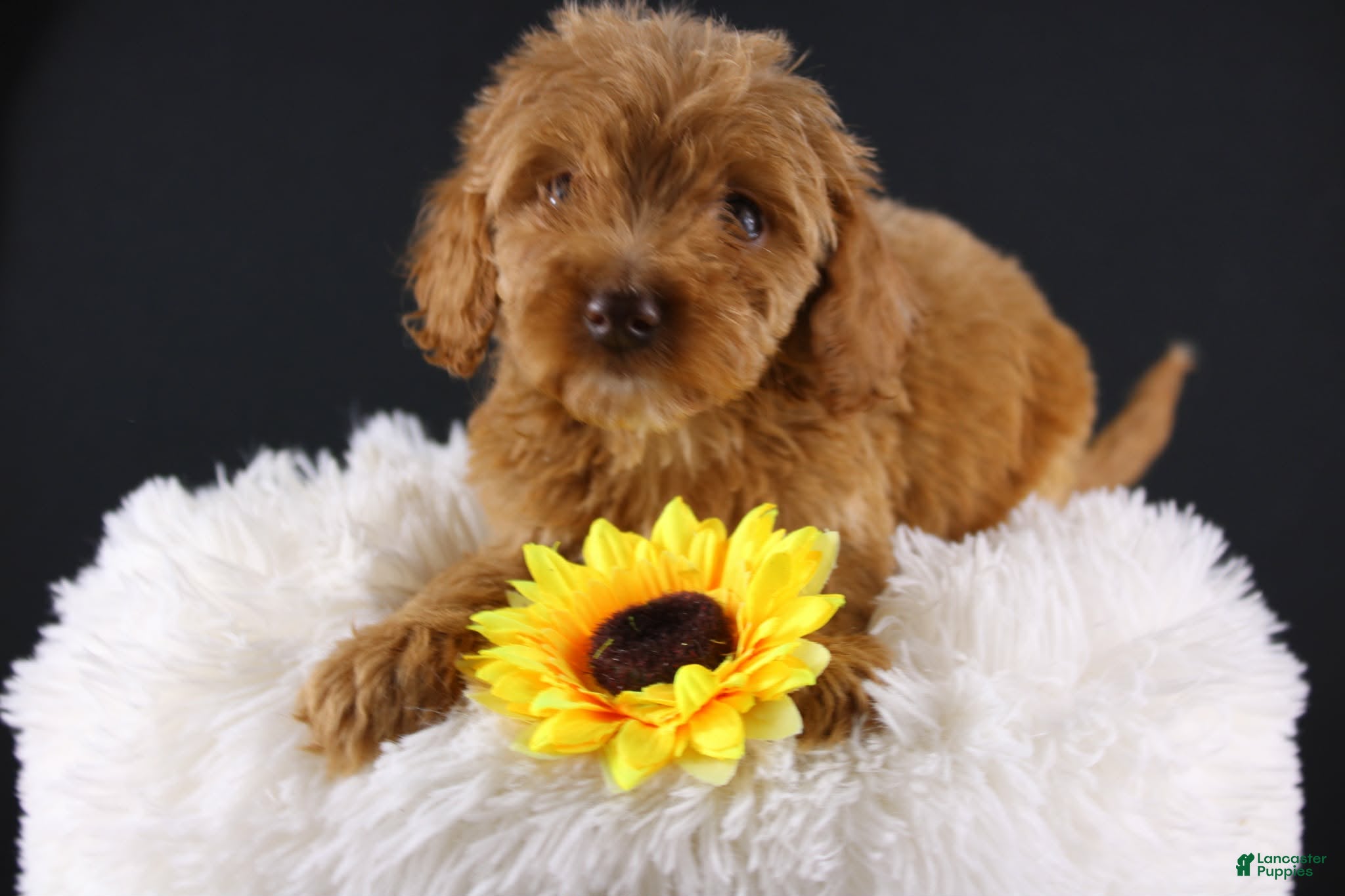 Mini Aussiedoodle dogs Swiper - Ad 3