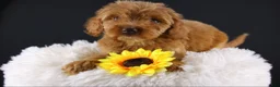 Mini Aussiedoodle dogs for sale: Swiper - Ad 1