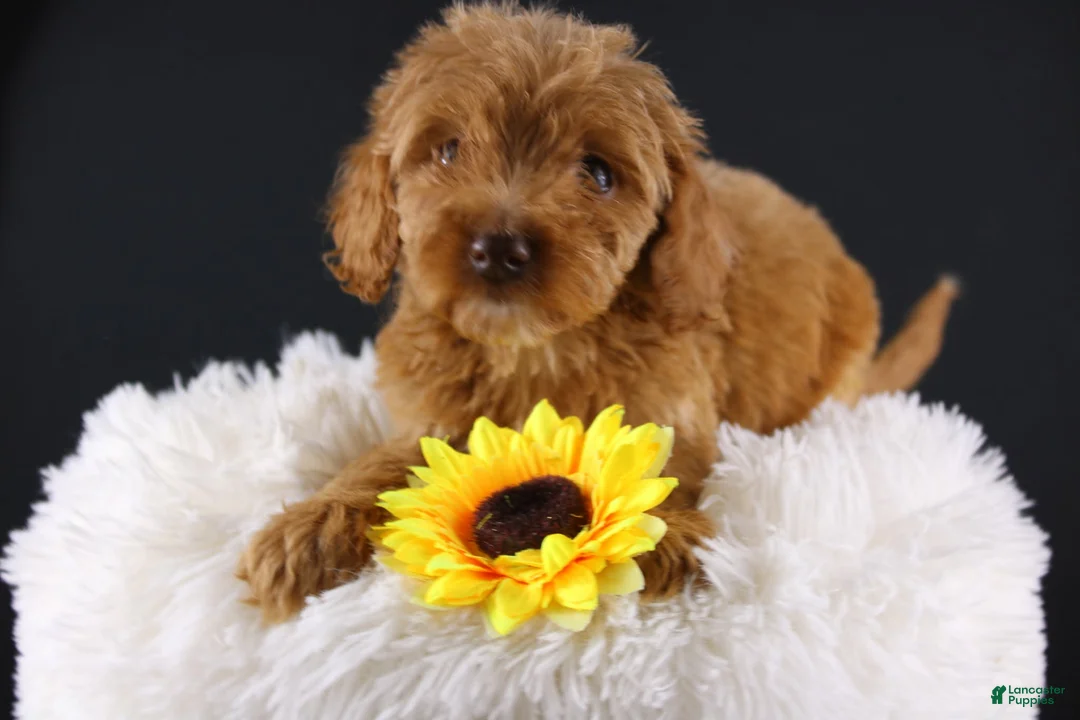 Mini Aussiedoodle dogs for sale: Swiper - Ad 1