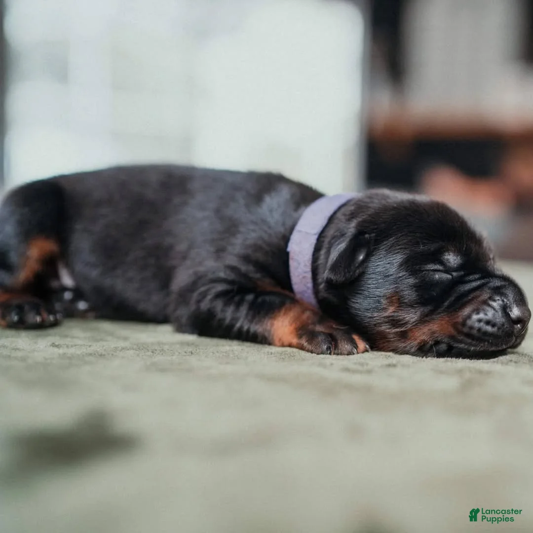 Doberman Pinscher dogs for sale: Titan Bones Shadow Nyx - Ad 2