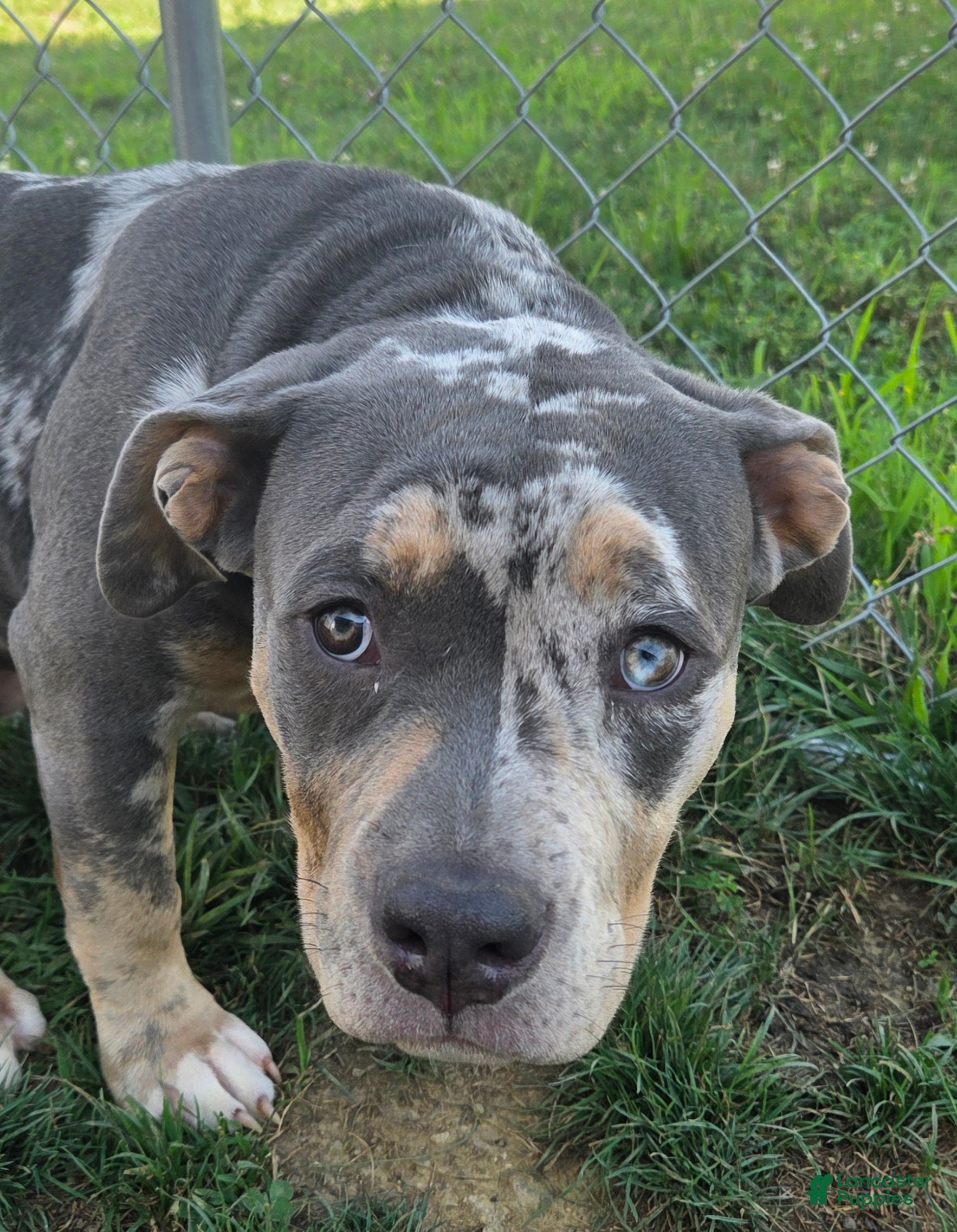 American Bully dogs Female Blue Tri Merle - Ad 17