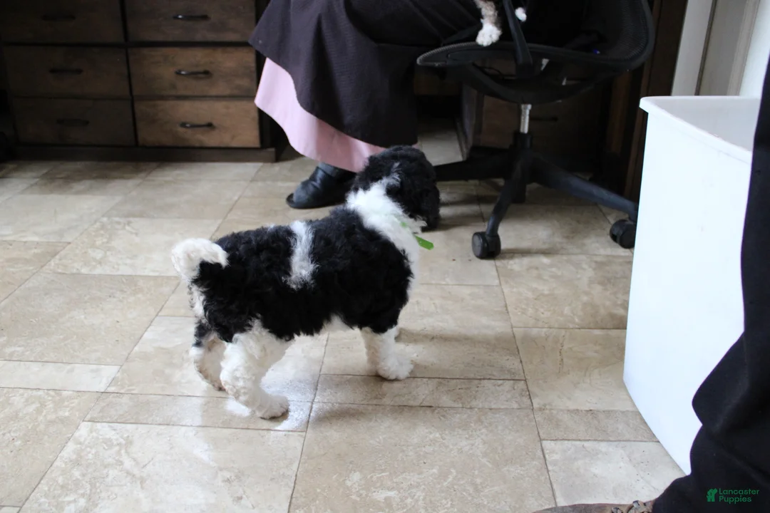 Bernedoodle dogs for sale: Spot - Ad 12