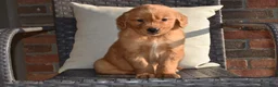 Golden Retriever dogs for sale: Zeke - Ad 3