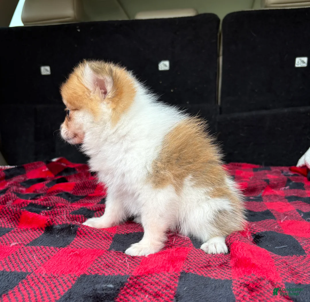 Pomeranian dogs for sale: Missy - Ad 6