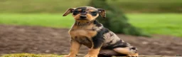 Miniature Pinscher dogs for sale: ACE - Ad 11