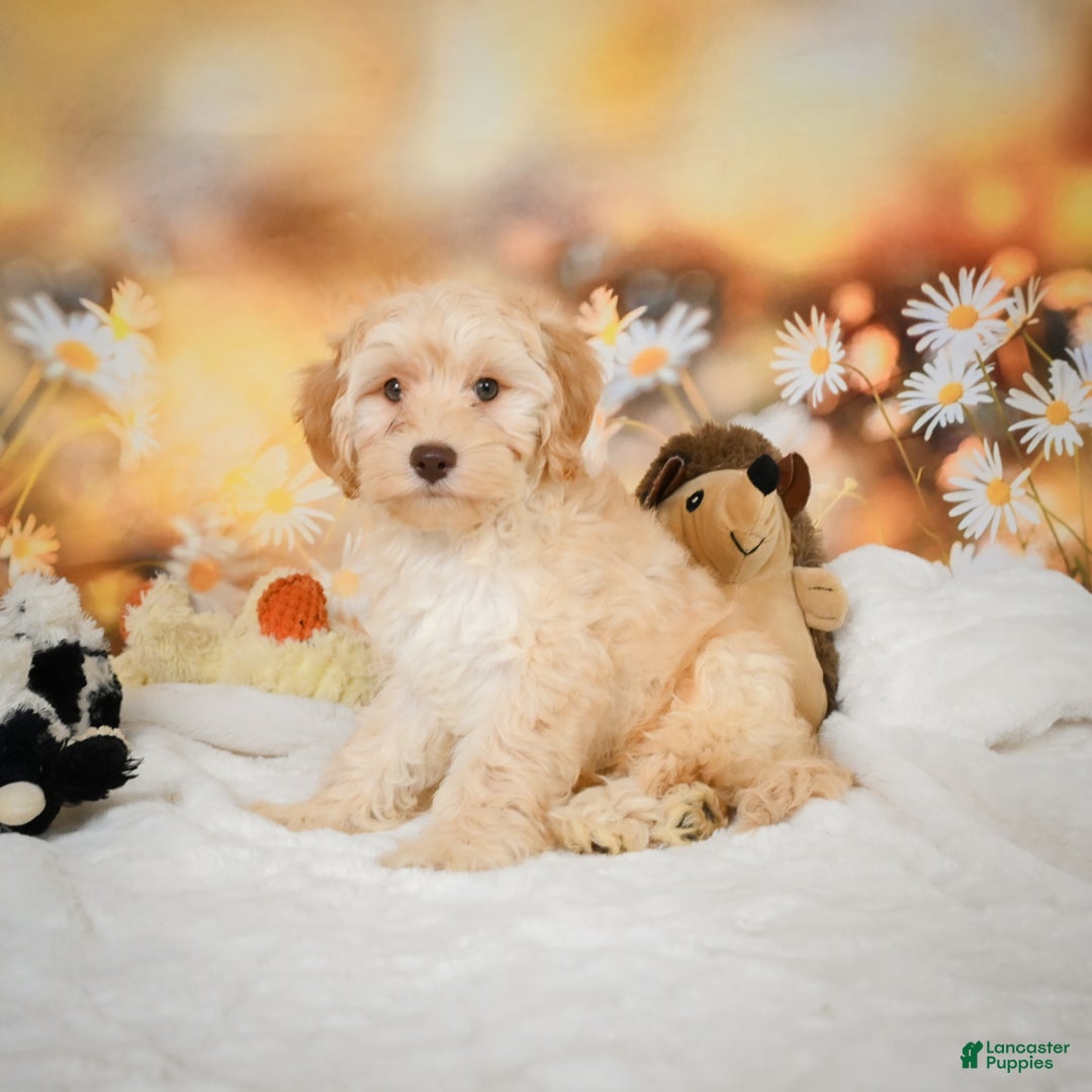 Cockapoo dogs for sale: Cabby - Ad 2