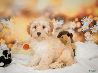 Cockapoo dogs Cabby - Ad 20