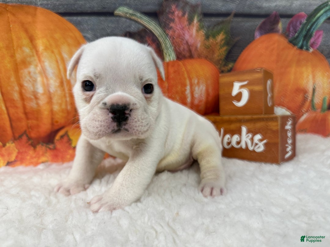 English Bulldog dogs for sale: Casper - Ad 3