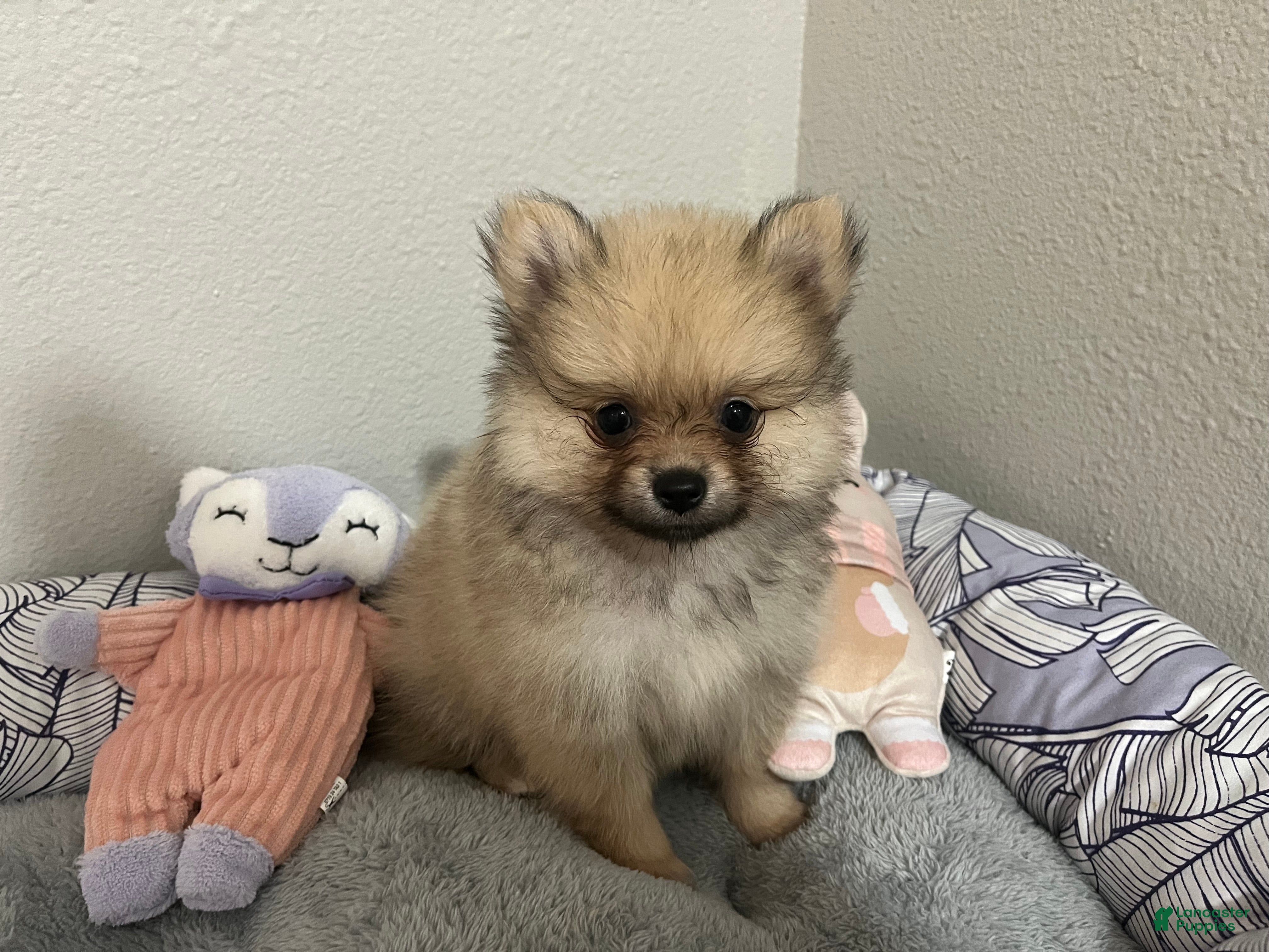 Pomeranian dogs Creme Sable Lady - Eevee F1 - Ad 1