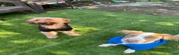 Mixed Breed dogs for sale: Mixed Breed 3 - Ad 3