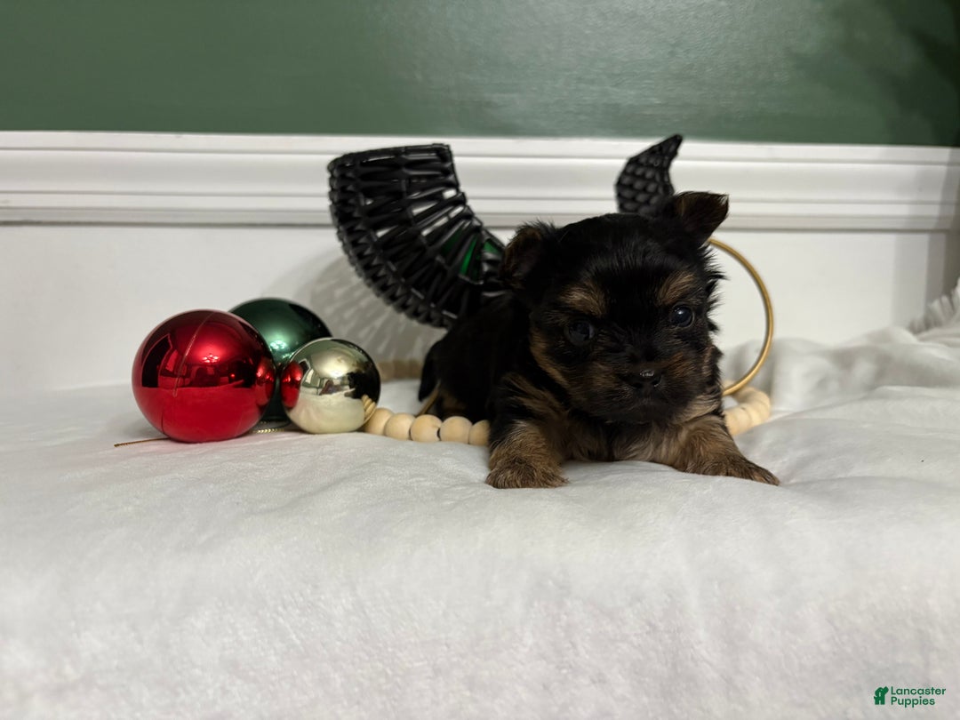 Yorkshire Terrier dogs for sale: TEACUP OLLIE - Ad 1
