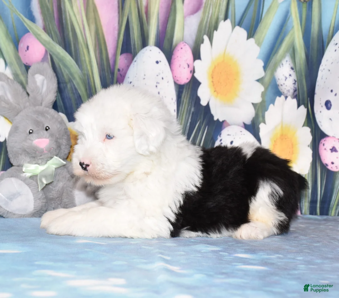 Old English Sheepdog dogs for sale: Tango - 2blue eyes - Ad 3