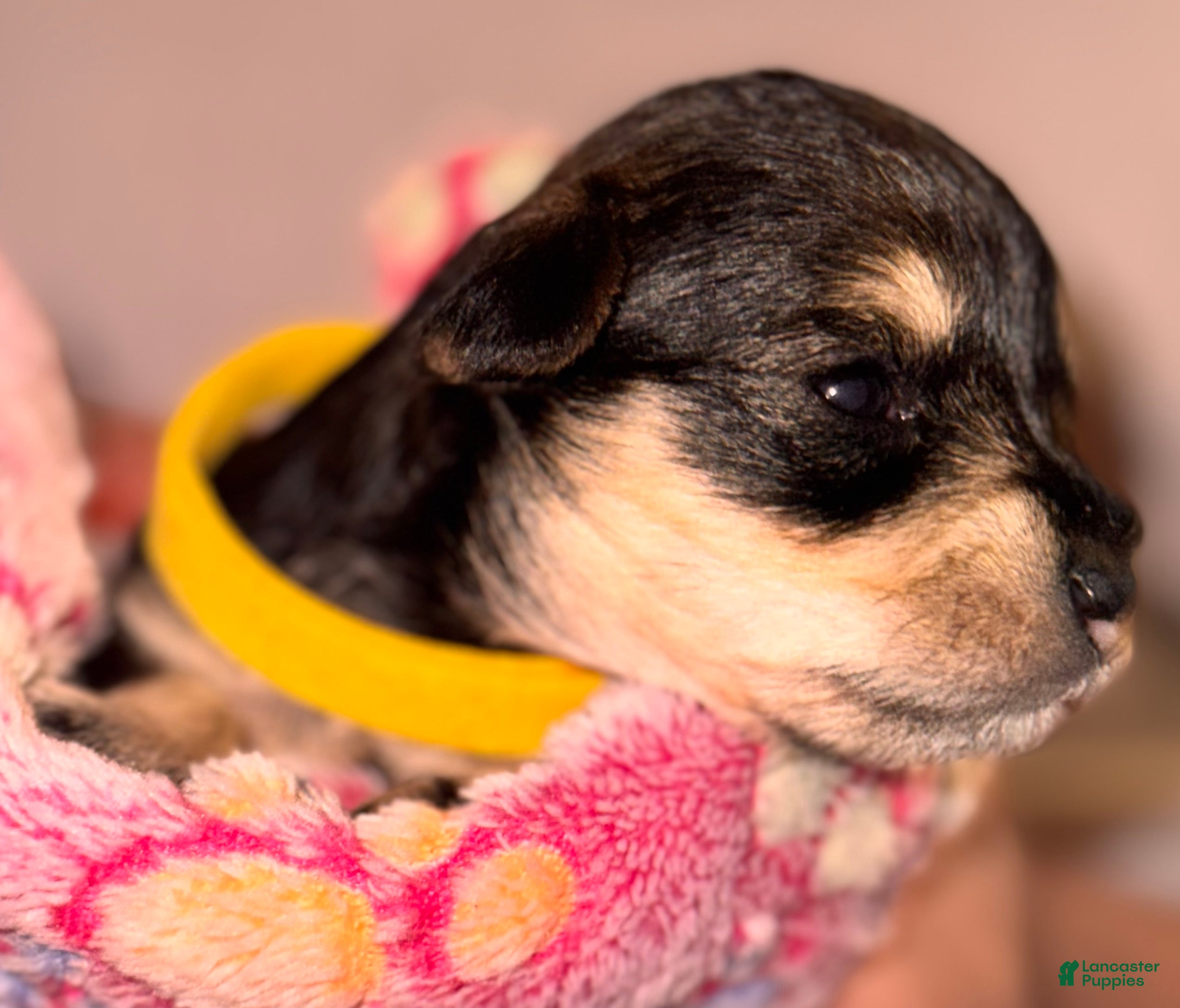 Miniature Schnauzer dogs Miniature Schnauzer Puppy 5 - Ad 42