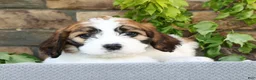Saint Berdoodles dogs for sale: Rose - Ad 4