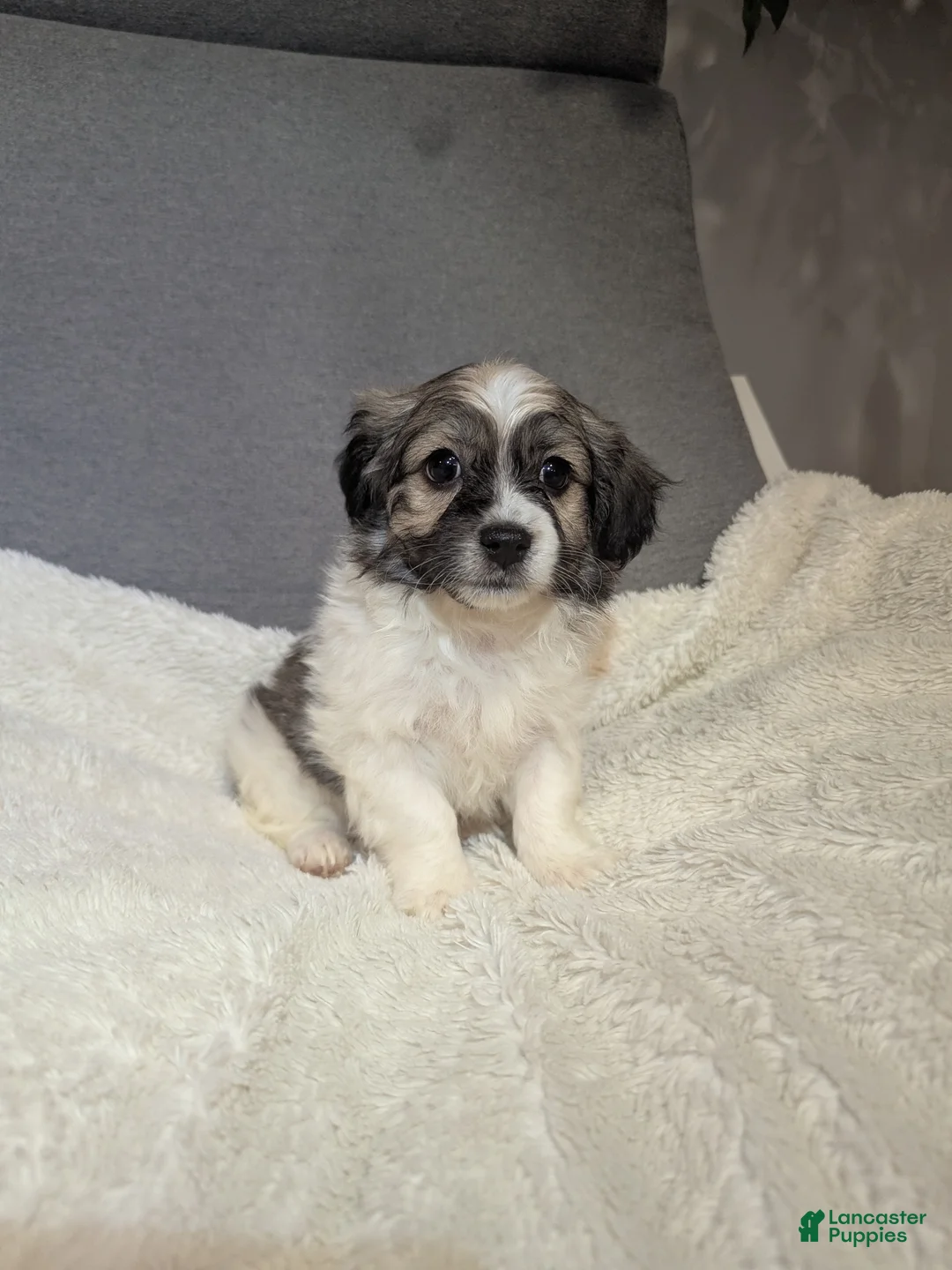 Havanese dogs for sale: Blitz (short haired) - Ad 2