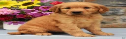 Golden Retriever dogs for sale: Shania - Ad 3