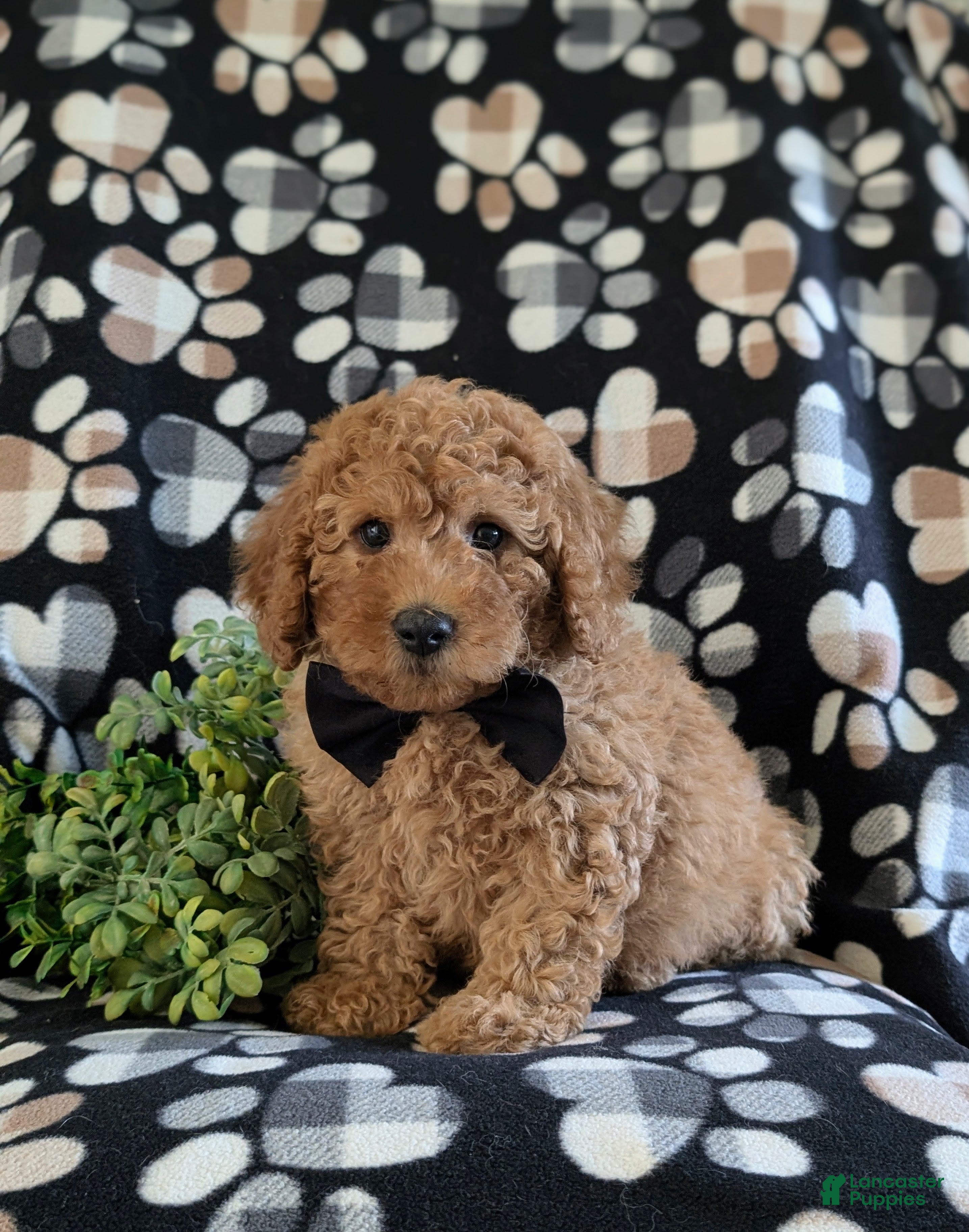 Miniature Poodle dogs Skete - Ad 1