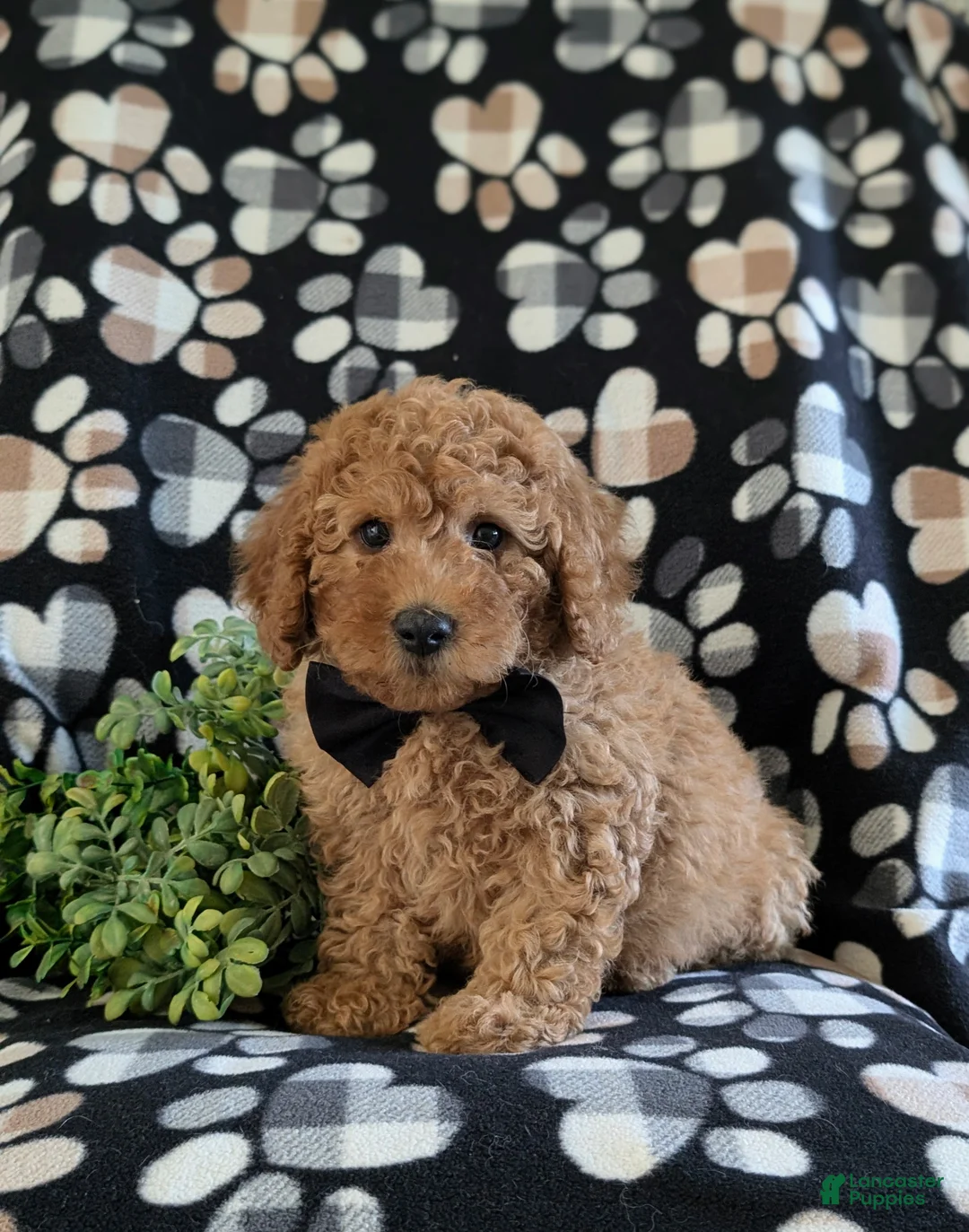 Miniature Poodle dogs for sale: Skete - Ad 1