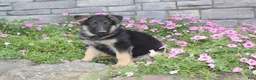 German Shepherd dogs for sale: Atlas - Ad 3