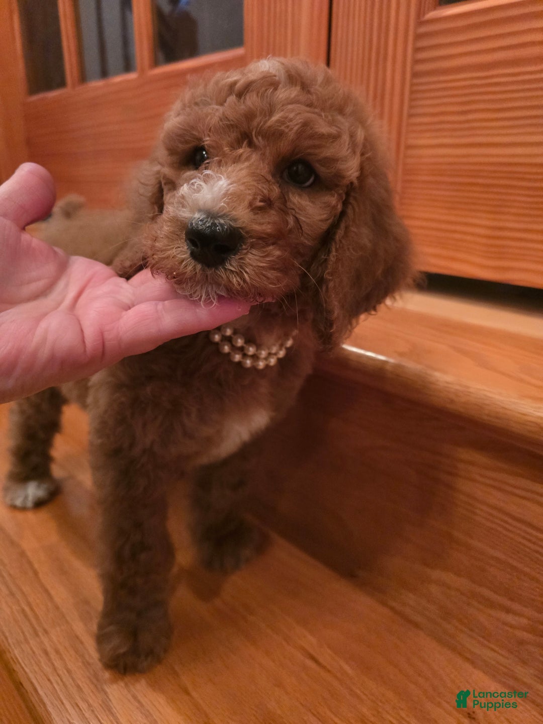 Standard Poodle dogs for sale: Lily - Ad 6