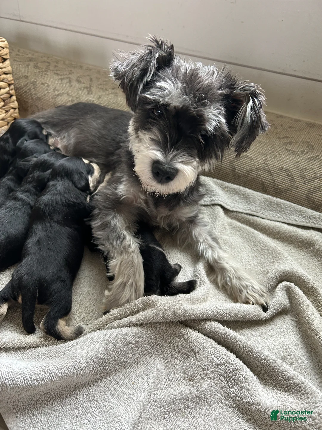 Miniature Schnauzer dogs for sale: Cassy - Ad 3