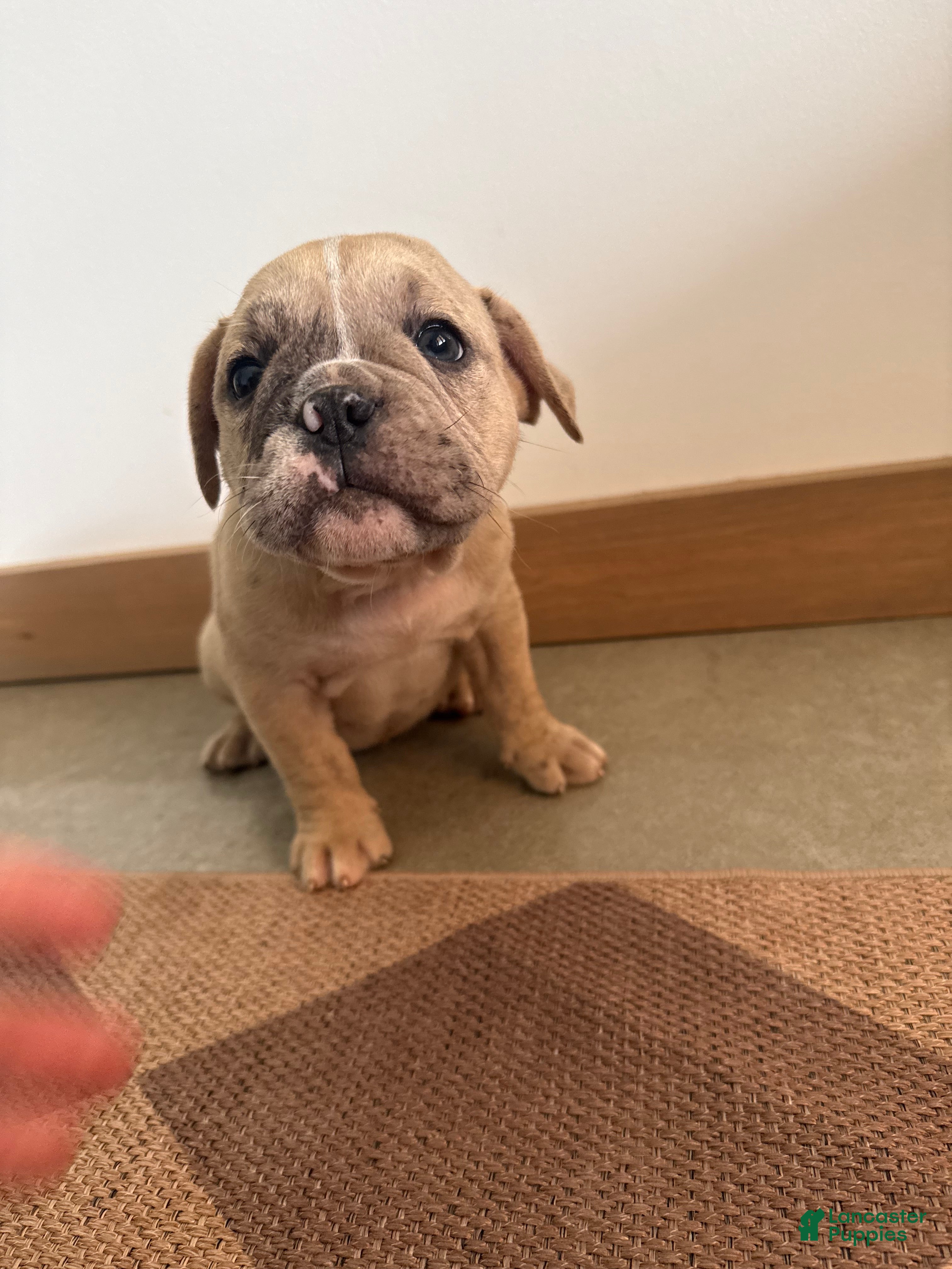 Olde English Bulldogge dogs Olde English Bulldogge 5 - Ad 42