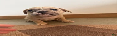 Olde English Bulldogge 5