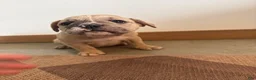 Olde English Bulldogge dogs for sale: Olde English Bulldogge 5 - Ad 1