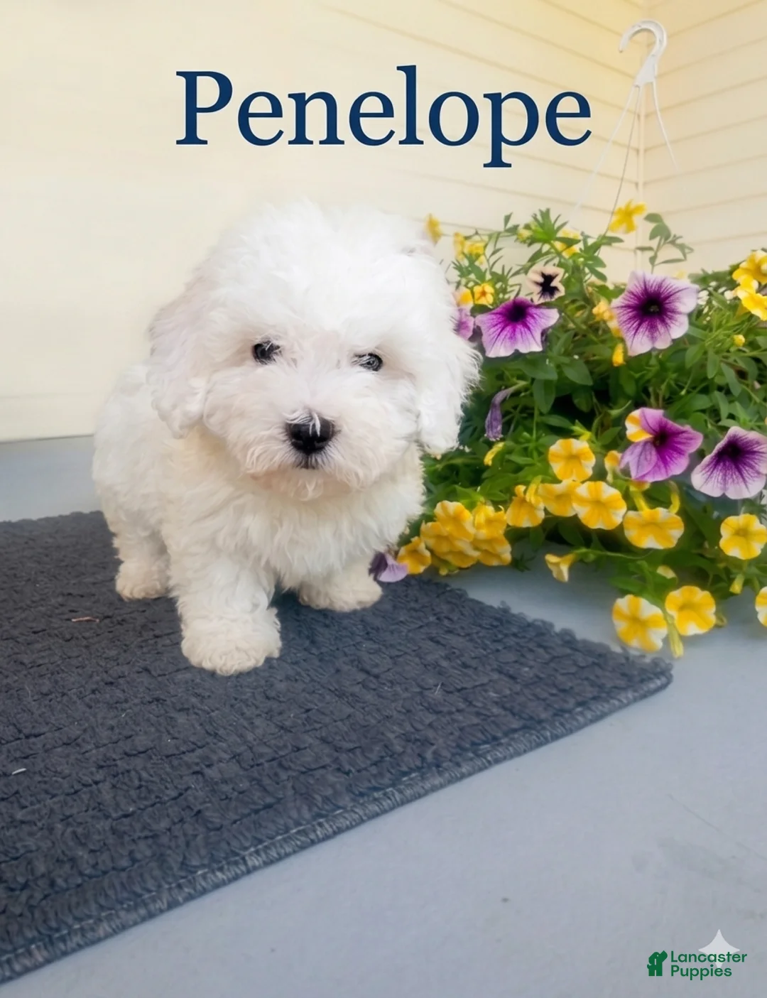 Bichon Frise dogs for sale: Bichon Frise Puppy 3 - Ad 1