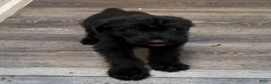 Giant Schnauzer 9