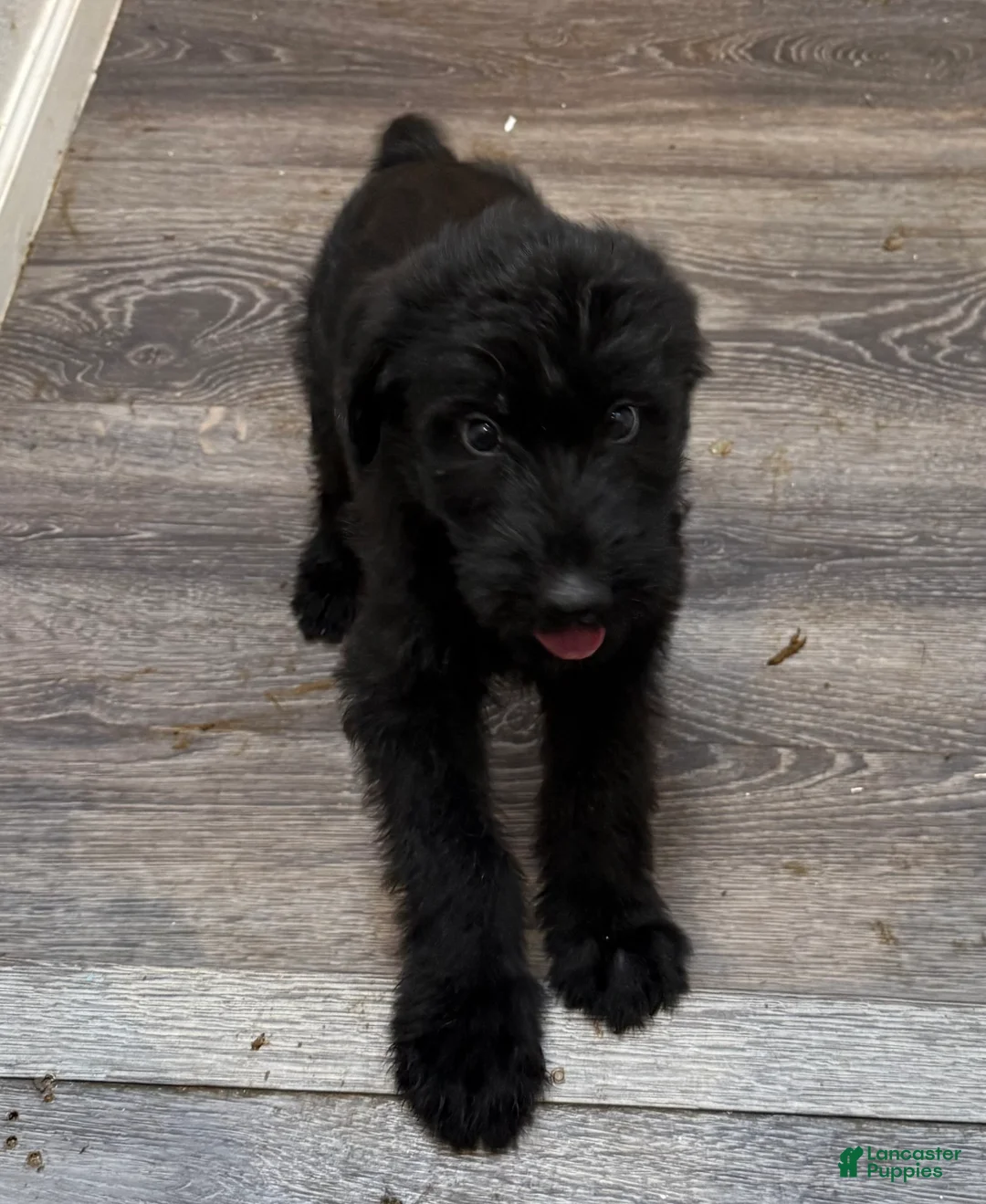 Giant Schnauzer dogs for sale: Giant Schnauzer 9 - Ad 1