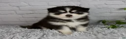 Pomsky dogs for sale: Tanner - Ad 3