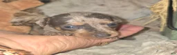 Miniature Pinscher dogs for sale: Anna - Ad 3